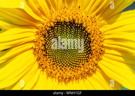 Close up of centre of a sunflower Stock Photo