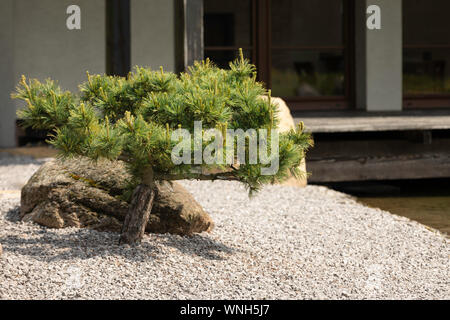 Pine outside in the garden in front of the house - Pinus bonsai. Stock Photo