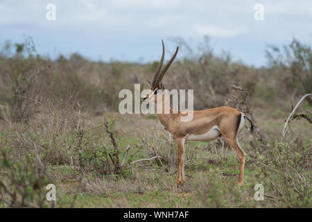 Grant's Gazelle, Gazella granti, Bovidae, Tsavo East National park, Kenya, Africa Stock Photo