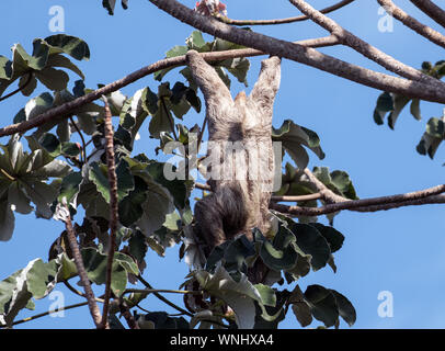 Closeup of Three-towed Sloth hanging up side down feeding in Cecropia tree in Panama.Scientific name of this mammal is Bradypus varigatus. Stock Photo