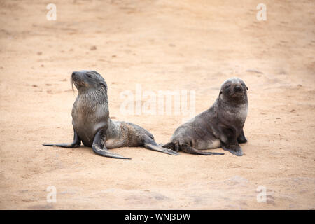 Two young cape fur seals posing side-by-side on the Skeleton coast in South Atlantic ocean. Cape Cross Seal Colony, Namibia. Stock Photo