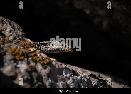 cute lizard taking sun on rock stone. idea and concept of the pristine nature Stock Photo
