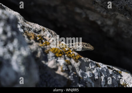 cute lizard taking sun on rock stone. idea and concept of the pristine nature Stock Photo