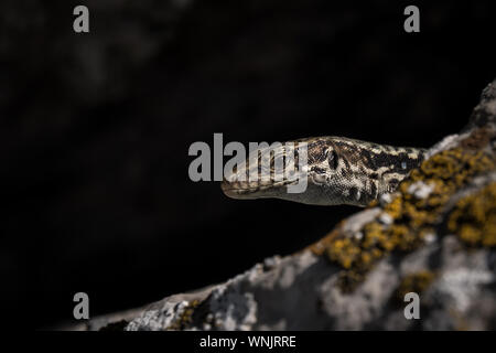 cute lizard taking sun on rock stone. idea and concept of the pristine nature Stock Photo