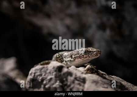 cute lizard taking sun on rock stone. idea and concept of the pristine nature Stock Photo