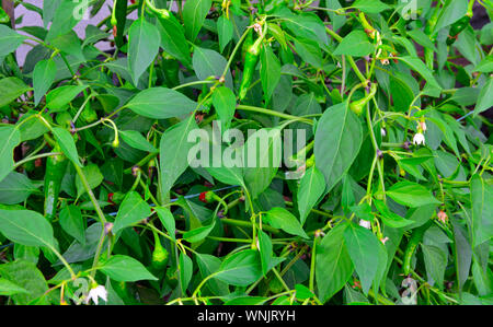 Hot green chilli peppers growing on plants in English garden Stock Photo