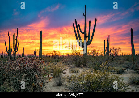 Dramatic Sunset in Arizona Desert: Colorful Sky and Cacti/ Saguaros in Foreground  - Saguaro National Park, Arizona, USA Stock Photo