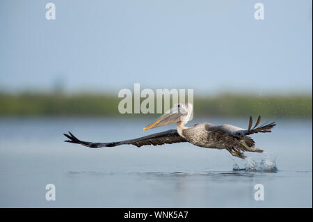 A Brown Pelican takes off out of the water with its wings spread wide and a big splash. Stock Photo