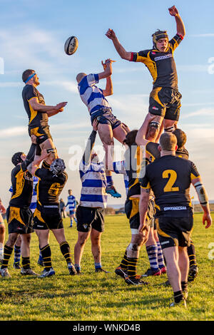 Rugby players held up high stretching for the ball thrown in at the line out