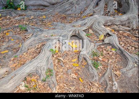 SPAIN, SEVILLE: Roots of one of the many old gigantic trees in the city. Stock Photo