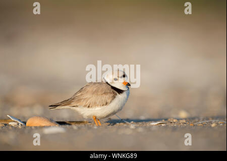 Adult Piping Plover standing on a sandy beach with a large shell in the bright sunlight.