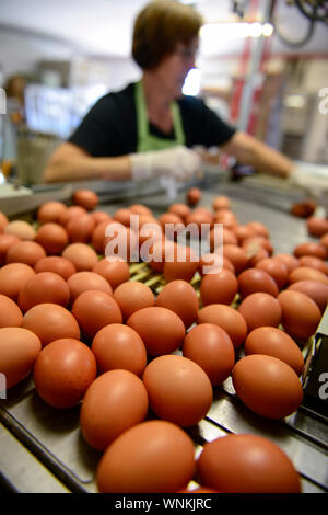 GERMANY, hen farm and egg production, sorting and packaging of raw brown and white eggs / DEUTSCHLAND, Legehennenbetrieb, Eierproduktion, Sortierung und Verpackung Stock Photo