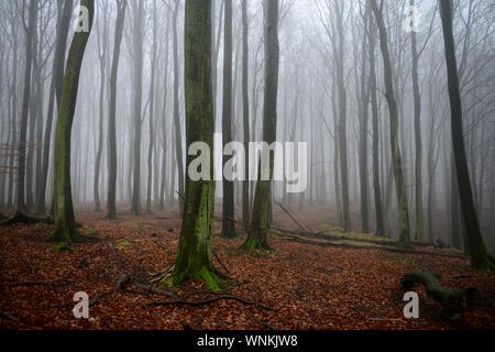 GERMANY, Ruegen, beech forest / Rügen, Nationalpark Jasmund, intakter Wald, Laubwald mit Buchen Stock Photo