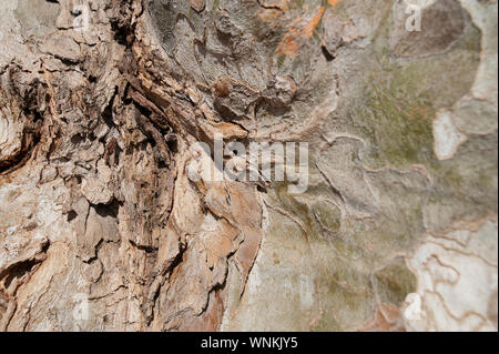 SPAIN, SEVILLE: Bark of one of the many old gigantic trees in the city. Stock Photo