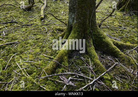 GERMANY,  Sylt, forest, tree with moss / intakter Wald, Laubwald, Landschaftsschutzgebiet , Baum mit Moos Stock Photo