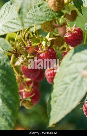 Branch of fall-bearing raspberry with many red berries Stock Photo - Alamy