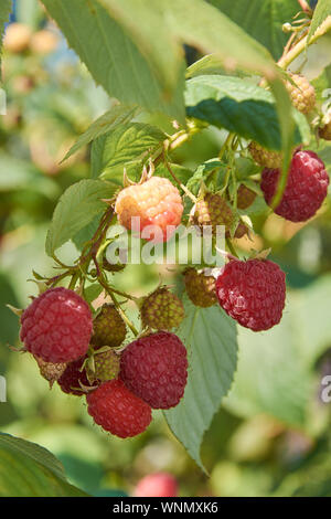 Branch of fall-bearing raspberry with many red berries Stock Photo - Alamy