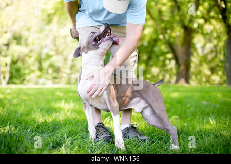 A person petting a happy and affectionate gray and white Pit Bull Terrier mixed breed dog Stock Photo