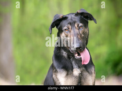 A young German Shepherd mixed breed dog with its tongue hanging out of its mouth and a goofy expression Stock Photo