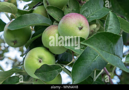Apple tree with red-green apples on the branches. Stock Photo