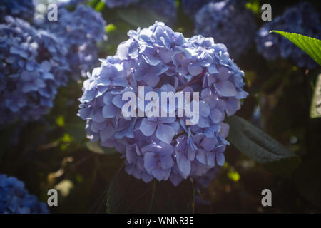 Beautiful blue hydrangea buds. Magic Botanical Garden in Batumi, Georgia Stock Photo