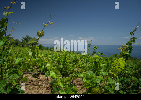 young vineyard on the slopes of the sea. Landscape with green vineyards. A young vine grows in a field on a slope. Stock Photo