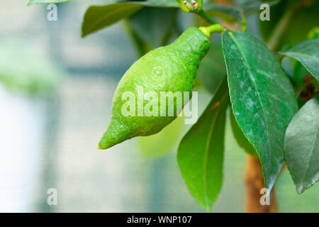 green lemon growing on lemon tree Stock Photo