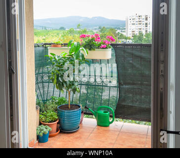 gardening in small urban garden on balcony Stock Photo