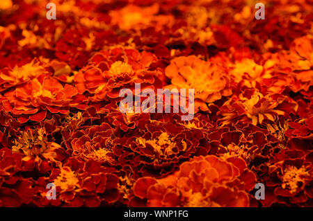 Floral background of calendula flowers Tagetes erecta, mexican, aztec or african calendula growing in the garden, close-up. Stock Photo