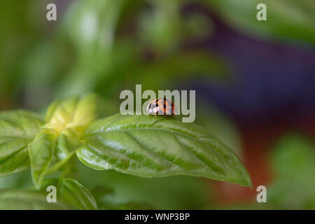 Close up portrait of a small red ladybird resting on a green basil leaf, macro image Stock Photo