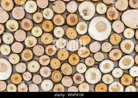 Background from the rings of coniferous trees. Stock Photo