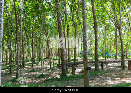 Tree tunnel in rubber plantation, Phuket, Thailand. Way through garden park in summer season. Plantation tree rubber or latex tree rubber in southern Stock Photo