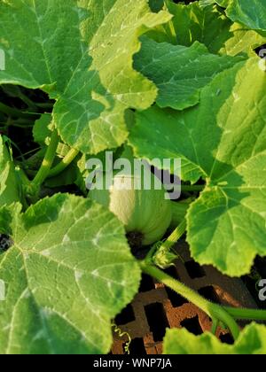 pumpkin ripening in the garden Stock Photo