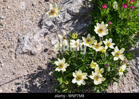 Flowering plant of Pulsatilla alpina subsp. apiifolia, a herbaceous perennial with pale yellow flowers, in a rocky garden, Courmayeur, Aosta, Italy Stock Photo