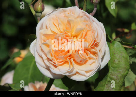 Peach coloured rose in full bloom with a dark blurred background of rose leaves. Stock Photo