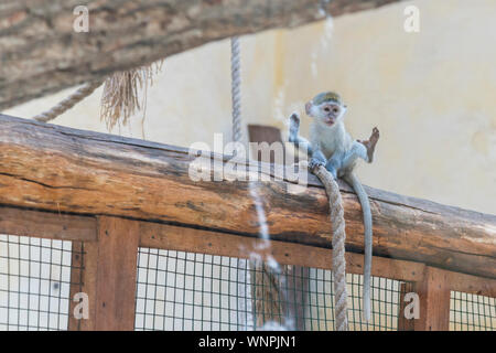 Adorable Face Of Baby Asian Monkey Young Monkey Sitting On An Old Log Animal Care Concept Baby Animals The Concept Of Animal Welfare Funny Monkey Stock Photo Alamy