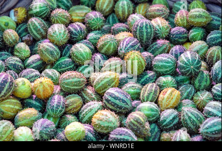 African wild cucumber Cucumis africanus tropical plant. Stock Photo