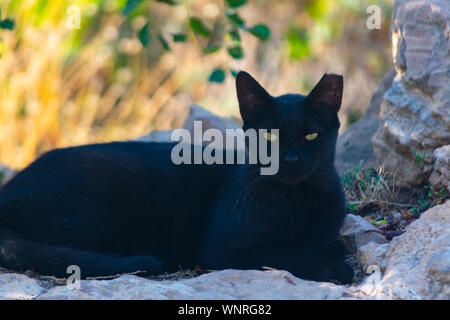 black cat in sierra helada  Benidorm , Spain Stock Photo
