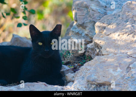 black cat in sierra helada  Benidorm , Spain Stock Photo