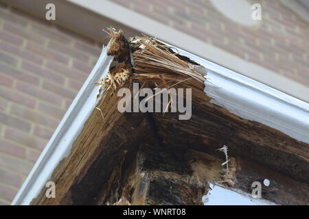 Exposed rotten wood on porch building corner Stock Photo