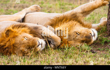 Two young male lions snuggle up close as they doze off under a tree in the Maasai Mara, Kenya. Stock Photo