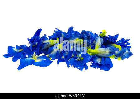 Butterfly Pea ( Asian pigeonwings) isolated at white background Stock Photo