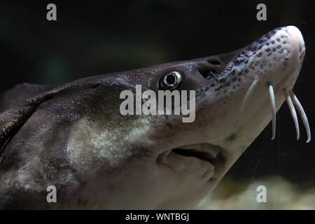 Diamond Sturgeon Fish close up Stock Photo