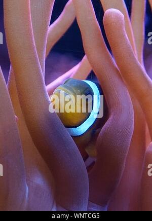 Clownfish swimming amongst orange sea anemone Stock Photo