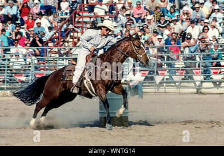 A determined cowgirl rounds a barrel with her quarter horse in an exciting women's barrel racing event at the annual Tucson Rodeo in Tucson, Arizona, USA. In barrel racing, a horse and rider attempt to complete a cloverleaf pattern around three barrels in the fastest time. Since beginning in the 1930s as a women's event with emphasis on the female rider’s outfit and horsemanship, nowadays barrel racing is all about speed. The Tucson Rodeo originated in 1925 as La Fiesta de los Vaqueros (“the celebration of the cowboys”) and has become one of the top 25 professional rodeos in North America. Stock Photo