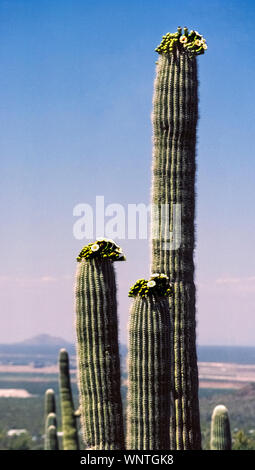The saguaro cactus (Carnegiea gigantea) is the largest cactus found in the United States and can grow as tall as 40 to 60 feet (12 to 18 meters). It takes about 35 years before they start to flower, as seen at the top of these towering specimens in the Sonoran Desert in southwestern Arizona, USA. The pure white waxy blossom that blooms during May and June was designated the state flower of Arizona in 1931. The slow-growing cacti can live as long as 150 to 200 years. Saguaros have vertical pleats that expand like the bellows of an accordion when they absorb water from the ground. Stock Photo