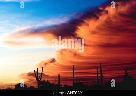 The setting sun silhouettes saguaro cactus and colors storm clouds to create their own artistry in the sky above the Sonoran Desert at Tucson, Arizona, in the southwestern USA. Visitors and residents alike marvel at the spectacular desert sunsets in Arizona; even the state flag features a setting sun. Stock Photo