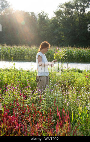 Young female farmer with red hair cuts flowers in the field Stock Photo