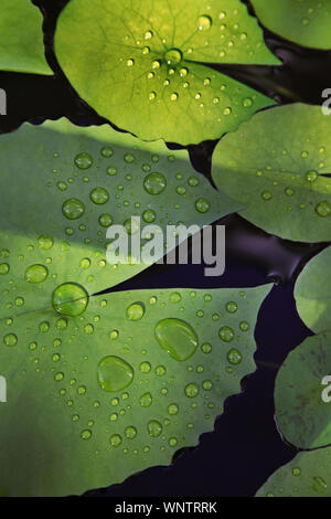 Dew Drops on Pads Stock Photo