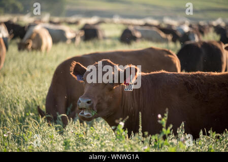 Cattle in Oregon's Wallowa Valley. Stock Photo